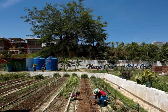 2016-08-04T143620Z_557509853_S1BETTNBQIAA_RTRMADP_3_VENEZUELA-AGRICULTURE