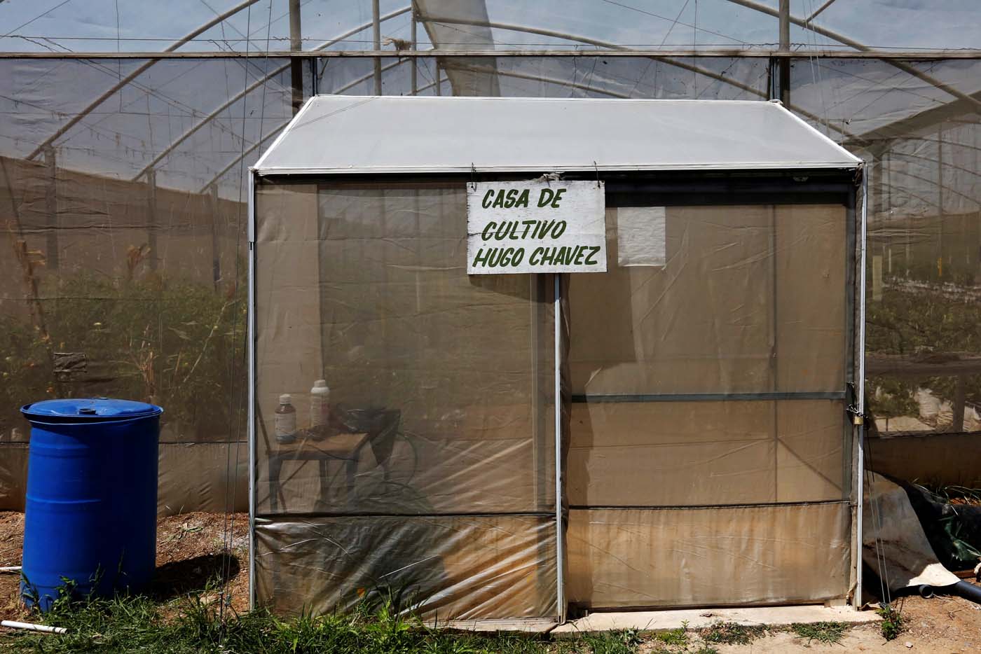 La agricultura urbana no calma el hambre en Venezuela (fotos)