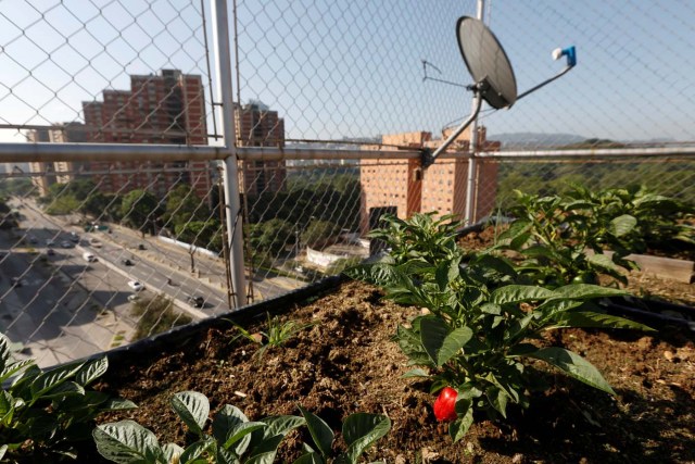 2016-08-04T143631Z_1694545587_S1BETTNBQTAA_RTRMADP_3_VENEZUELA-AGRICULTURE