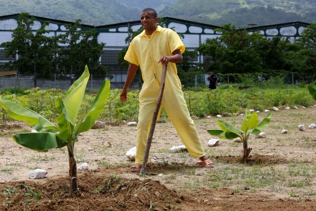 2016-08-04T143645Z_1741428430_S1BETTNBRHAA_RTRMADP_3_VENEZUELA-AGRICULTURE