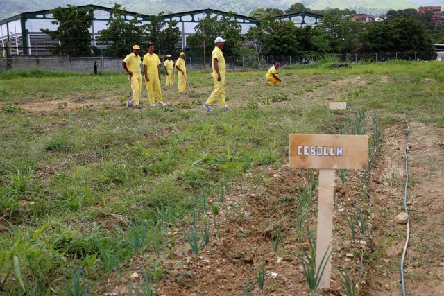 2016-08-04T143703Z_1740408214_S1BETTNBRZAA_RTRMADP_3_VENEZUELA-AGRICULTURE