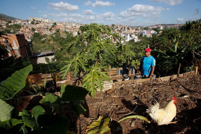 2016-08-04T143730Z_253349764_S1BETTNBTAAA_RTRMADP_3_VENEZUELA-AGRICULTURE