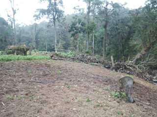 Así está el Parque Nacional Sierra La Culata por deforestación (Fotos)