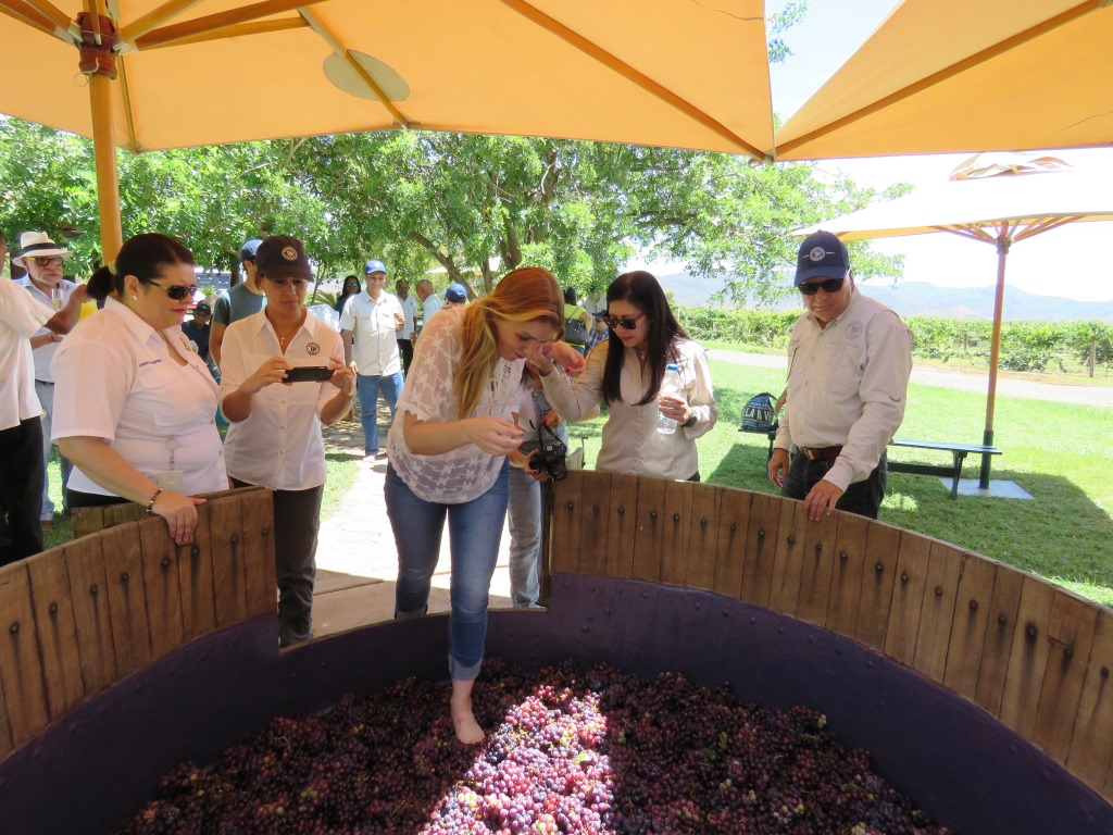 Bodegas Pomar brinda una experiencia inolvidable en su Vendimia 2016