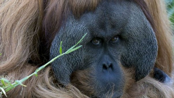 un-orangutan-exhibe-sus-capaci-jpg_604x0