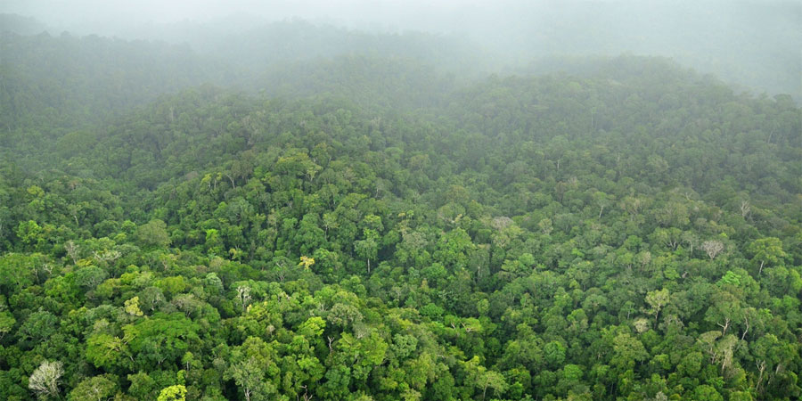 Un 10% de la naturaleza virgen del planeta ha desaparecido en dos décadas