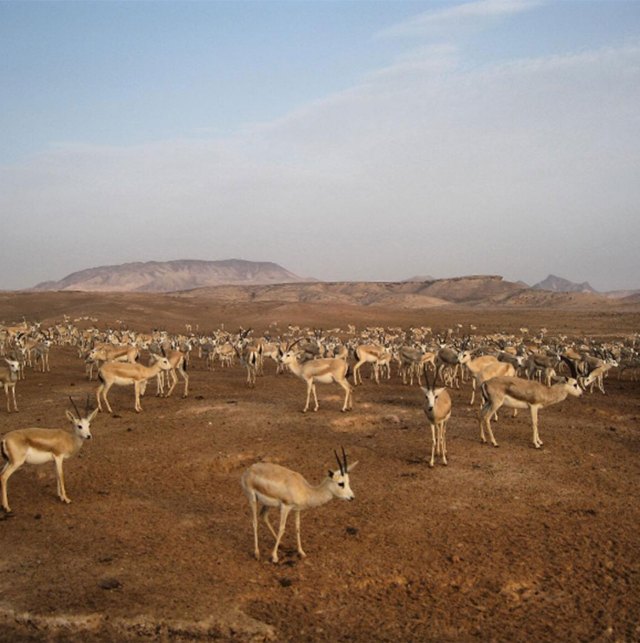 Una postal de Emiratos Árabes Unidos. Foto: Infobae