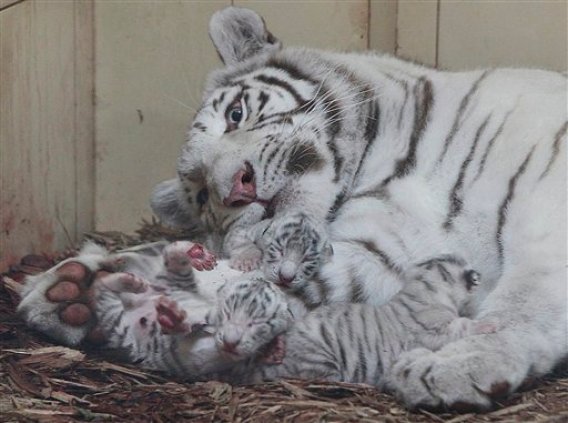 Tres leones blancos están con su madre Manzi unas horas después de nacer, en el zoológico Zoo Safari en Borysew, Polonia, el 22 de septiembre de 2016. Siete raros felinos blancos, cuatro leones y tres tigres, nacieron en la última semana en este zoo. (AP Foto/Czarek Sokolowski)