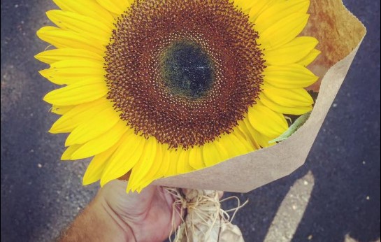 Le regaló un girasol a una completa extraña, y se llevó tremenda sorpresa