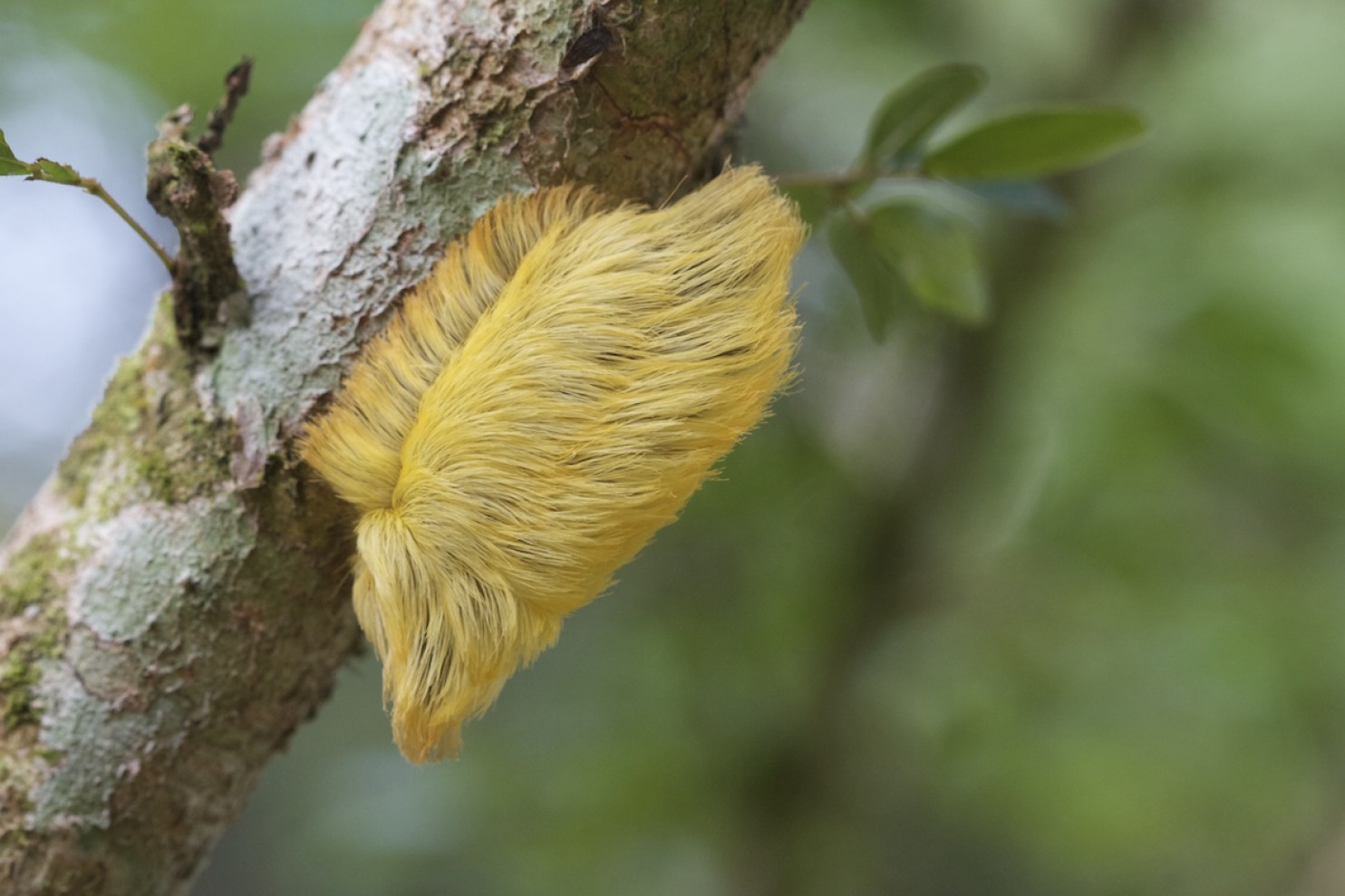 Hallan una peligrosa oruga con el pelo igual al de Trump (fotos y video)