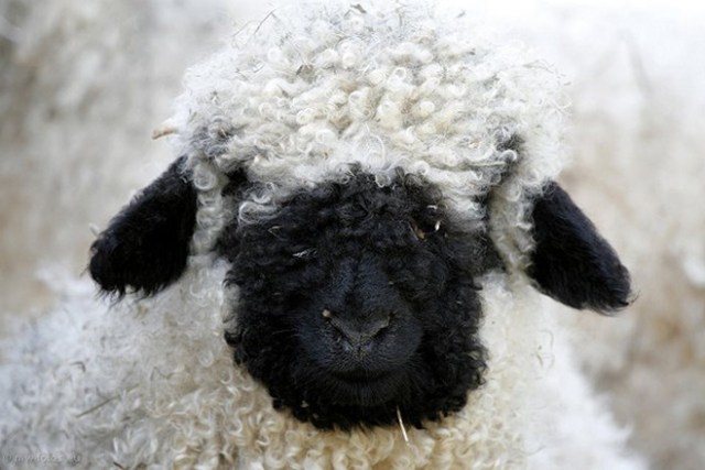 Valais-blacknose-sheep-39-5810a8b16f6ff__700