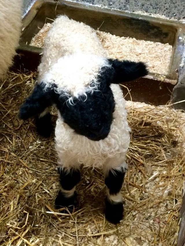 Valais-blacknose-sheep-8-5810a855aad4b__700