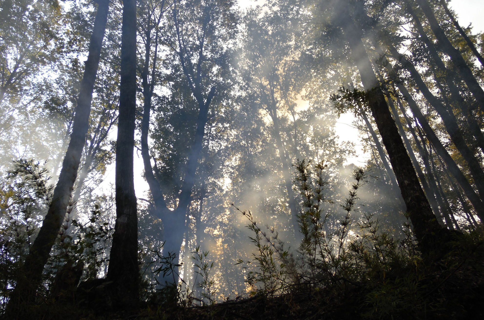 Evacuadas 3.500 personas en Patagonia chilena por incendio en pesquera