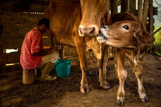 SERIE GRÁFICA 5/12 - CAR05. MÉRIDA (VENEZUELA), 16/11/2016.- Fotografía del 12 de noviembre del 2016, de Henry Moreno que ordeña una vaca en El Portachuelo en el municipio Zea, en el estado de Mérida (Venezuela). Mérida es uno de los estados con mayor diversidad geográfica que presenta variados paisajes a lo largo y ancho de su territorio, se ubica al occidente del país, es la región más alta de Venezuela y forma parte de la cordillera de los Andes, su punto más elevado es el Pico Bolívar a unos 4.970 m.s.n.m.. EFE/MIGUEL GUTIÉRREZ