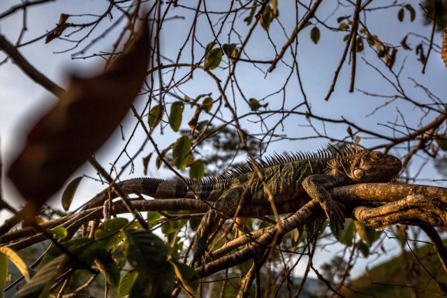 SERIE GRÁFICA 6/12 - CAR06. MÉRIDA (VENEZUELA), 16/11/2016.- Fotografía del 12 de noviembre del 2016, de una iguana que reposa en las ramas de un árbol en El Portachuelo, en el municipio Zea del estado de Mérida (Venezuela). Mérida es uno de los estados con mayor diversidad geográfica que presenta variados paisajes a lo largo y ancho de su territorio, se ubica al occidente del país, es la región más alta de Venezuela y forma parte de la cordillera de los Andes, su punto más elevado es el Pico Bolívar a unos 4.970 m.s.n.m.. EFE/MIGUEL GUTIÉRREZ