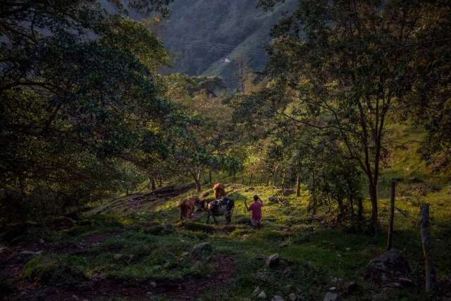 SERIE GRÁFICA 7/12 - CAR07. MÉRIDA (VENEZUELA), 16/11/2016.- Fotografía del 12 de noviembre del 2016, de Henry Moreno quien trabaja con ganado en El Portachuelo, en municipio Zea del estado de Mérida (Venezuela). Mérida es uno de los estados con mayor diversidad geográfica que presenta variados paisajes a lo largo y ancho de su territorio, se ubica al occidente del país, es la región más alta de Venezuela y forma parte de la cordillera de los Andes, su punto más elevado es el Pico Bolívar a unos 4.970 m.s.n.m.. EFE/MIGUEL GUTIÉRREZ