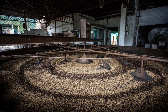 SERIE GRÁFICA 8/12 - CAR08. MÉRIDA (VENEZUELA), 16/11/2016.- Fotografía del 12 de noviembre del 2016, de granos de café en proceso de secado en El Playón, en el municipio Zea, del estado de Mérida (Venezuela). Mérida es uno de los estados con mayor diversidad geográfica que presenta variados paisajes a lo largo y ancho de su territorio, se ubica al occidente del país, es la región más alta de Venezuela y forma parte de la cordillera de los Andes, su punto más elevado es el Pico Bolívar a unos 4.970 m.s.n.m.. EFE/MIGUEL GUTIÉRREZ