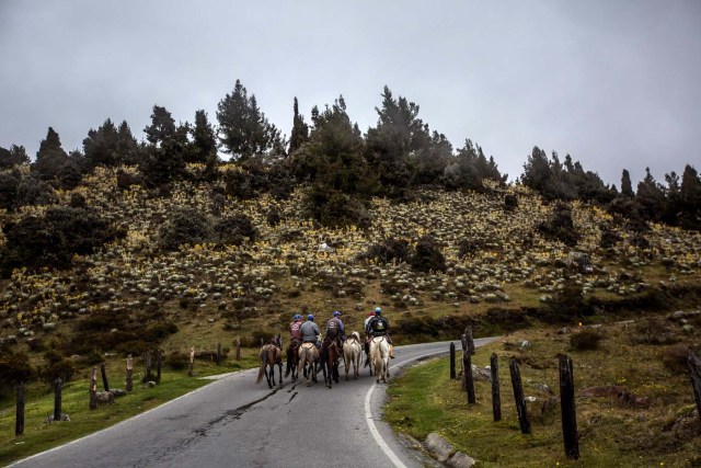 SERIE GRÁFICA 9/12 - CAR09. MÉRIDA (VENEZUELA), 16/11/2016.- Fotografía del 12 de noviembre del 2016, de un grupo de hombres que cabalgan en la pradera Paramo Sierra Nevada del estado de Mérida (Venezuela). Mérida es uno de los estados con mayor diversidad geográfica que presenta variados paisajes a lo largo y ancho de su territorio, se ubica al occidente del país, es la región más alta de Venezuela y forma parte de la cordillera de los Andes, su punto más elevado es el Pico Bolívar a unos 4.970 m.s.n.m.. EFE/MIGUEL GUTIÉRREZ