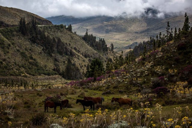 SERIE GRÁFICA 11/12 - CAR11. MÉRIDA (VENEZUELA), 16/11/2016.- Fotografía del 10 de noviembre del 2016, de un grupo de caballos salvajes en la pradera Paramo Sierra Nevada del estado de Mérida (Venezuela). Mérida es uno de los estados con mayor diversidad geográfica que presenta variados paisajes a lo largo y ancho de su territorio, se ubica al occidente del país, es la región más alta de Venezuela y forma parte de la cordillera de los Andes, su punto más elevado es el Pico Bolívar a unos 4.970 m.s.n.m.. EFE/MIGUEL GUTIÉRREZ