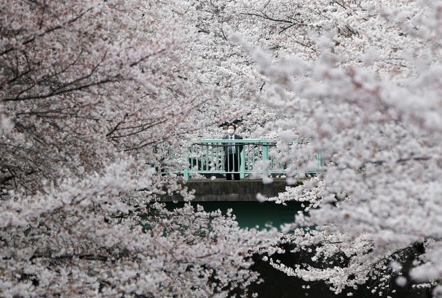 FILE PHOTO - A businessman looks at cherry blossoms in almost full bloom in Tokyo, Japan, April 1, 2016. REUTERS/Issei Kato/File Photo REUTERS PICTURES OF THE YEAR 2016 - SEARCH 'POY 2016' TO FIND ALL IMAGES