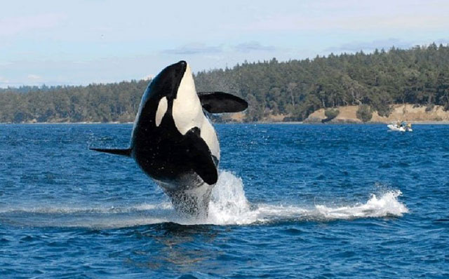 De 116 años murió “Granny”, la orca más vieja del mundo