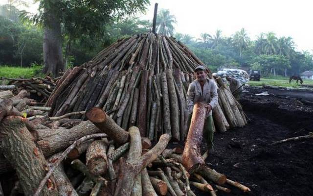 De la leña del Marabú se obtiene el carbón vegetal que se exporta desde Cuba / Foto Todo Cuba