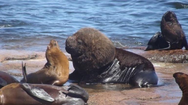 Las capturas de leones y osos marinos ha alterado el ecosistema del Atlántico