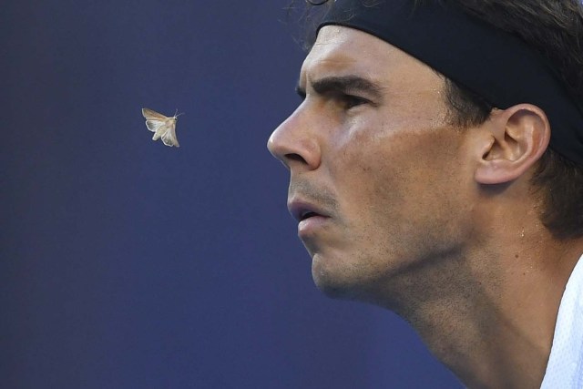 MLB74 MELBOURNE (AUSTRALIA) 25/01/2017.- Una polilla vuela junto al tenista español Rafael Nadal durante su partido de cuartos de final del Abierto de Australia disputado contra el canadiense Milos Raonic, en Melbourne (Australia), el 25 de enero de 2017. EFE/TRACEY NEARMY PROHIBIDO SU USO EN AUSTRALIA Y NUEVA ZELANDA