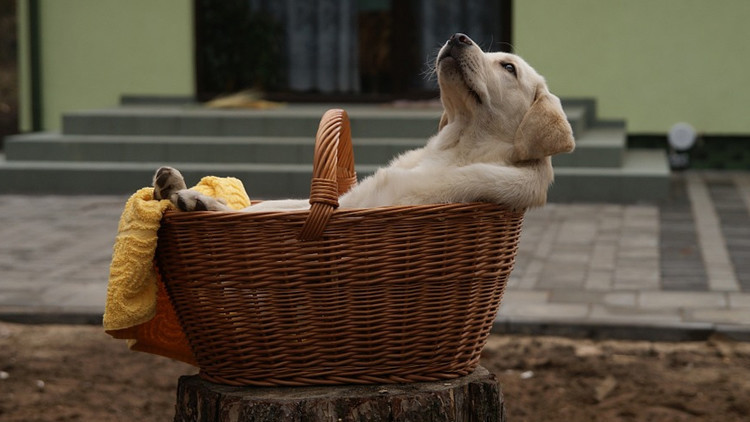 ¡Alucinante!… Un perro verde es la sensación en el Reino Unido (+Fotos +WTF)