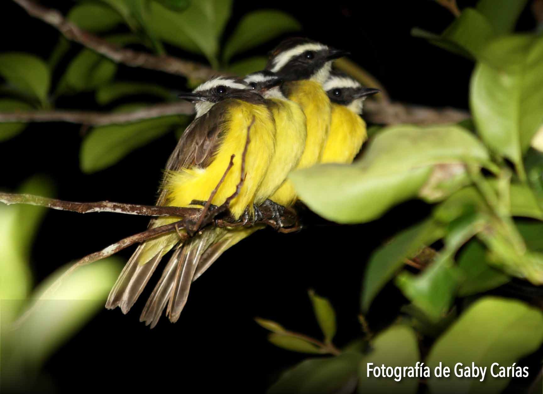 Ellas son las aves frugívoras (FOTOS + VIDEO)