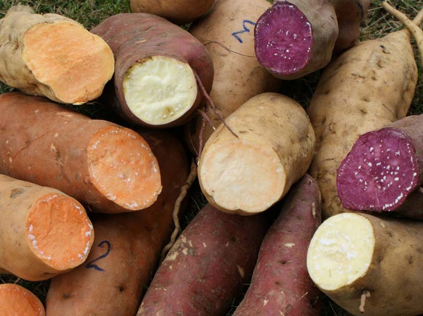 Murió ama de casa tras cenar con yuca amarga en El Tigre