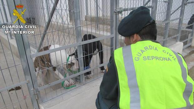 Muere hombre tras sufrir un brutal ataque de cinco perros de su vecino