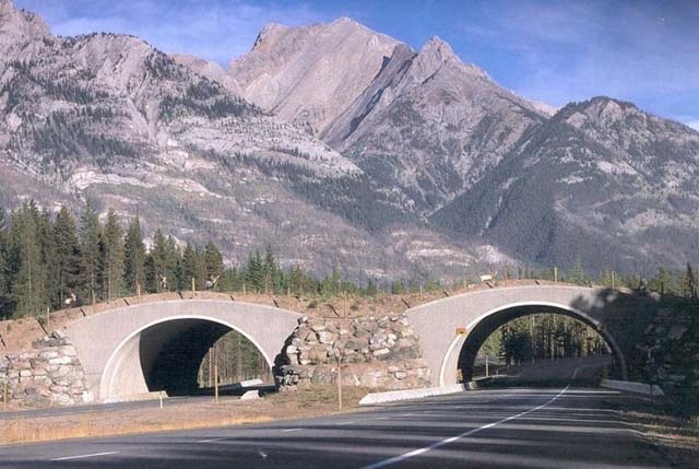 Los 26 impresionantes puentes creados para que el paso del hombre no interrumpa el camino de la naturaleza