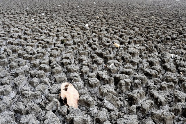 The shell of a Geoffroy?s toadhead turtle (Phrynops geoffroanus) is seen at the dry Cedro reservoir in Quixada, Ceara State, on February 8, 2017. The situation of Brazil's oldest reservoir sumps up the devastiting effects -human and environmental- of the worst drought of the century in the northeast of the country. / AFP PHOTO / EVARISTO SA / TO GO WITH AFP STORY BY CAROLA SOLE