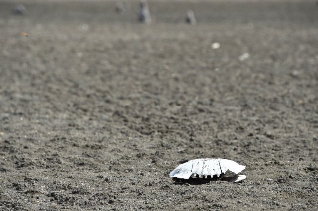 The shell of a Geoffroy?s toadhead turtle (Phrynops geoffroanus) is seen at the dry Cedro reservoir in Quixada, Ceara State, on February 8, 2017. The situation of Brazil's oldest reservoir sumps up the devastiting effects -human and environmental- of the worst drought of the century in the northeast of the country. / AFP PHOTO / EVARISTO SA / TO GO WITH AFP STORY BY CAROLA SOLE