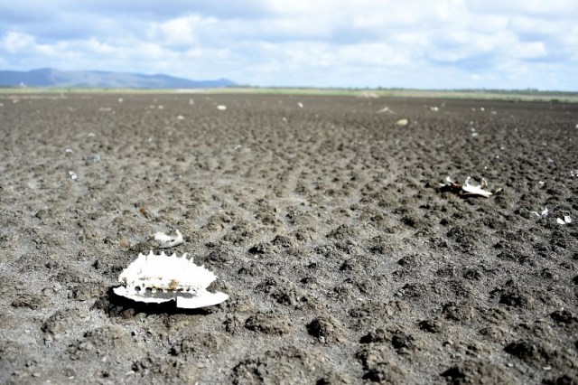 The shell of a Geoffroy?s toadhead turtle (Phrynops geoffroanus) is seen at the dry Cedro reservoir in Quixada, Ceara State, on February 8, 2017. The situation of Brazil's oldest reservoir sumps up the devastiting effects -human and environmental- of the worst drought of the century in the northeast of the country. / AFP PHOTO / EVARISTO SA / TO GO WITH AFP STORY BY CAROLA SOLE