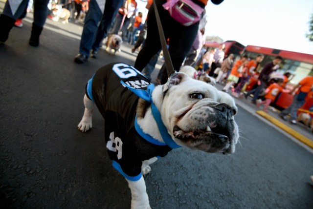 Scores of English bulldogs owners massively gather to set a Guinness Record in Mexico City on February 26, 2017. The total number of dogs gathered was of 950. / AFP PHOTO / ALFREDO ESTRELLA