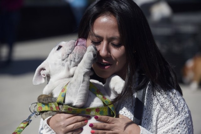 Scores of English bulldogs owners massively gather to set a Guinness Record in Mexico City on February 26, 2017. The total number of dogs gathered was of 950. / AFP PHOTO / ALFREDO ESTRELLA