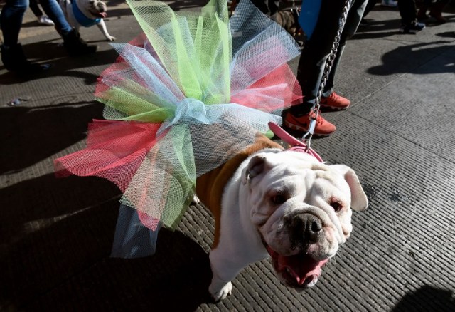 Scores of English bulldogs owners massively gather to set a Guinness Record in Mexico City on February 26, 2017. The total number of dogs gathered was of 950. / AFP PHOTO / ALFREDO ESTRELLA