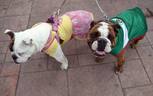 Scores of English bulldogs owners massively gather to set a Guinness Record in Mexico City on February 26, 2017. The total number of dogs gathered was of 950. / AFP PHOTO / ALFREDO ESTRELLA