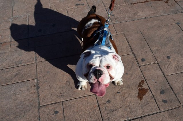 Scores of English bulldogs owners massively gather to set a Guinness Record in Mexico City on February 26, 2017. The total number of dogs gathered was of 950. / AFP PHOTO / ALFREDO ESTRELLA