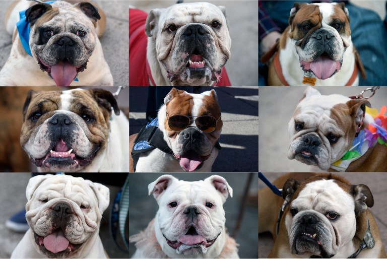 Cientos de perros bulldogs desfilan en México en busca del Guinness