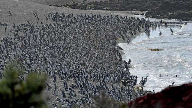 Punta Tombo, Chubut, 15-2-17 Más de un millón de pinguinos en la colonia de Punta Tombo. Sobre la costa están los subadultos y los juveniles que llegaron para cambiar las plumas y vuelven al mar. Los pichones bajan al mar dentro de un mes aproximadamente y sobre fin de marzo principio de abril la colonia queda desierta. Tombo es la mayor reserva continental del pinguino de magallanes. Foto Daniel Feldman