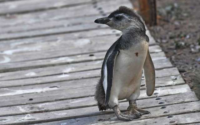 Punta Tombo, Chubut, 15-2-17 Más de un millón de pinguinos en la colonia de Punta Tombo. Sobre la costa están los subadultos y los juveniles que llegaron para cambiar las plumas y vuelven al mar. Los pichones bajan al mar dentro de un mes aproximadamente y sobre fin de marzo principio de abril la colonia queda desierta. Tombo es la mayor reserva continental del pinguino de magallanes. Foto Daniel Feldman