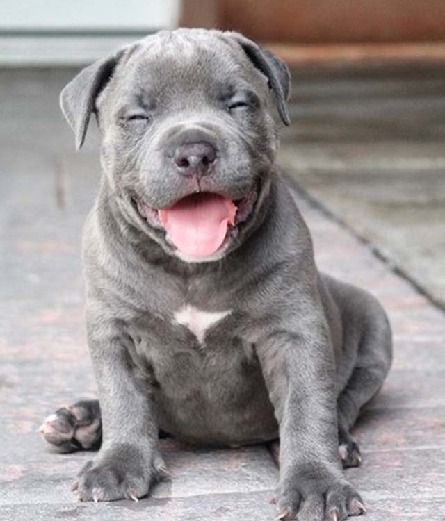 Esto es ternura pura… 20 cachorros que no querrás que crezcan