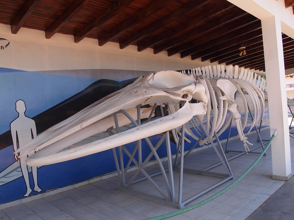 Cierra el Museo Marino de Margarita por falta de recursos