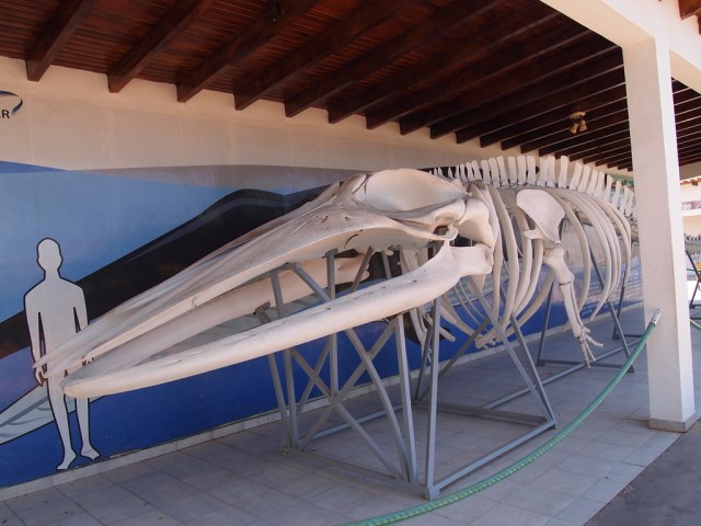 Foto: Museo Marino de Margarita / El Universal 