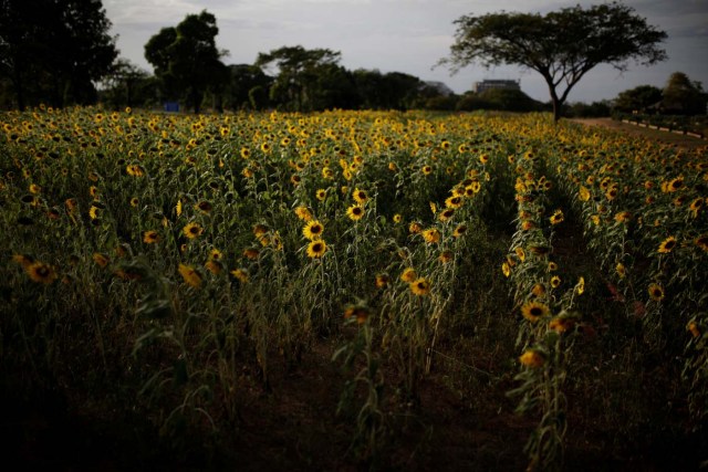 Sunflowers are seen on a field at the entrance of the Sidor steel plant in Puerto Ordaz, Venezuela January 27, 2017. Picture taken January 27, 2017. REUTERS/Marco Bello