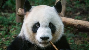 Pequeños y rosados: Nacen gemelos de panda gigante en zoológico de Madrid (Video)