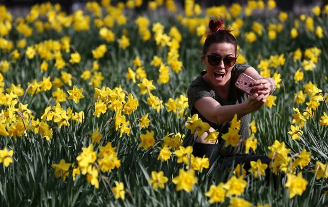 A woman takes a selfie photograph amongst daffodils in St James Park in London, Britain March 11, 2017. REUTERS/Neil Hall